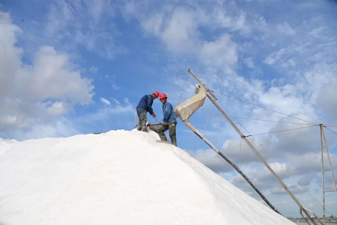 瑞泰鹽業(yè)公司丨萬(wàn)畝銀灘秋扒忙 顆粒歸倉(cāng)迎豐收 瑞泰鹽業(yè)公司丨萬(wàn)畝銀灘秋扒忙 顆粒歸倉(cāng)迎豐收