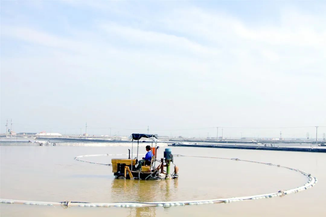 瑞泰鹽業(yè)公司丨萬(wàn)畝銀灘秋扒忙 顆粒歸倉(cāng)迎豐收 瑞泰鹽業(yè)公司丨萬(wàn)畝銀灘秋扒忙 顆粒歸倉(cāng)迎豐收